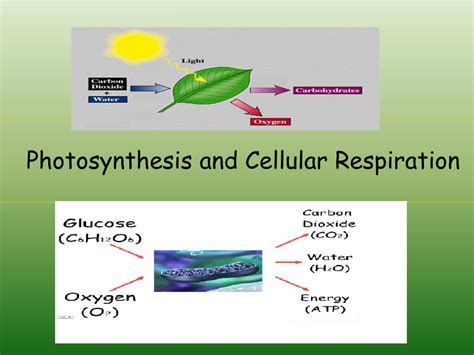 Ppt Photosynthesis And Cellular Respiration Powerpoint Presentation