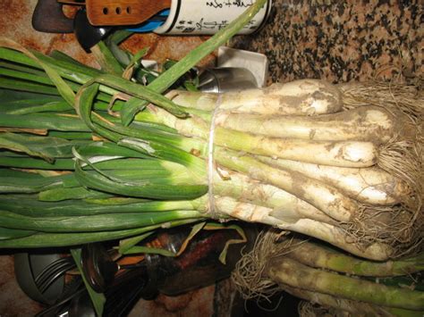 Diccionario gastronómico Ficha de cocina de Calçots Chef Uri