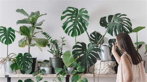 Indoor Plants One Can Grow Easily House Integrals