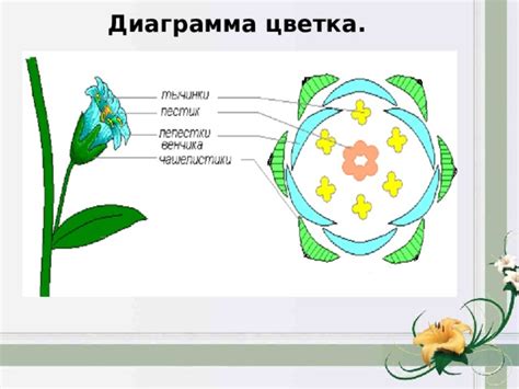 Диаграмма и формула цветка ромашки