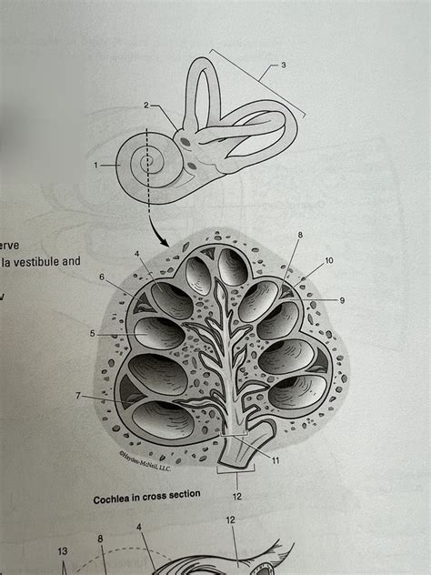 Structures Of The Inner Ear Diagram Quizlet