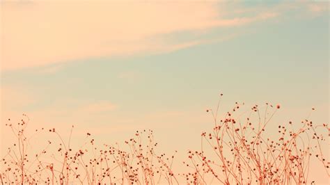 Wildflowers Meadows 5k 4k Clouds Sky Hd Wallpaper Rare Gallery