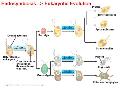 Protists Presentation Biology