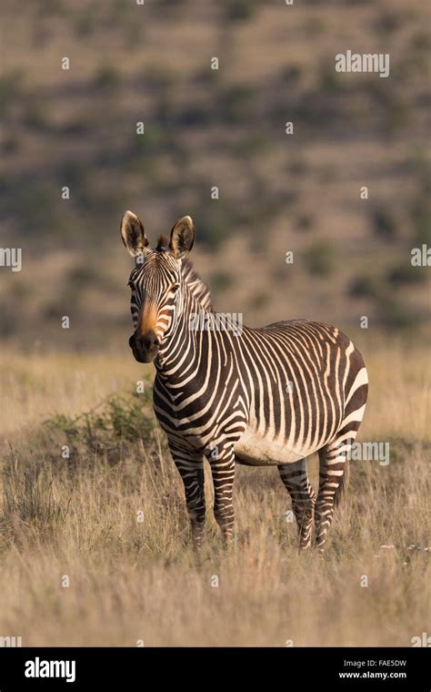 Cape Mountain Zebra Equus Zebra Zebra Mountain Zebra National Park