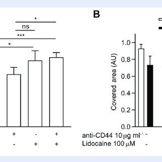 Effect Of Lidocaine On CD44 Expression And Relevance Of CD44 Induced