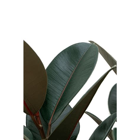 Ficus Abidjan In Baq Luxe Lite Universe Layer Eenvoudig En Snel Online