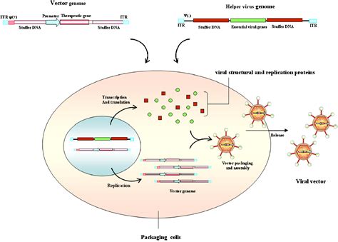 Regulatable Gene Expression Systems For Gene Therapy Applications