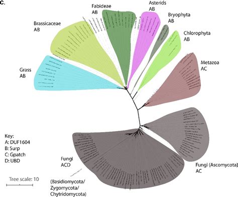 Reconciled Maximum Likelihood Ml And Bayesian Phylogenetic Trees Of Download Scientific