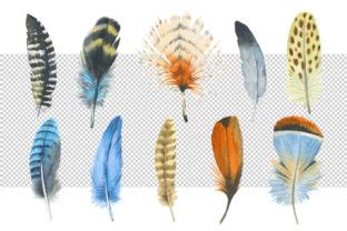 Watercolor Feather And Patterns Graphic By Mystocks Creative Fabrica