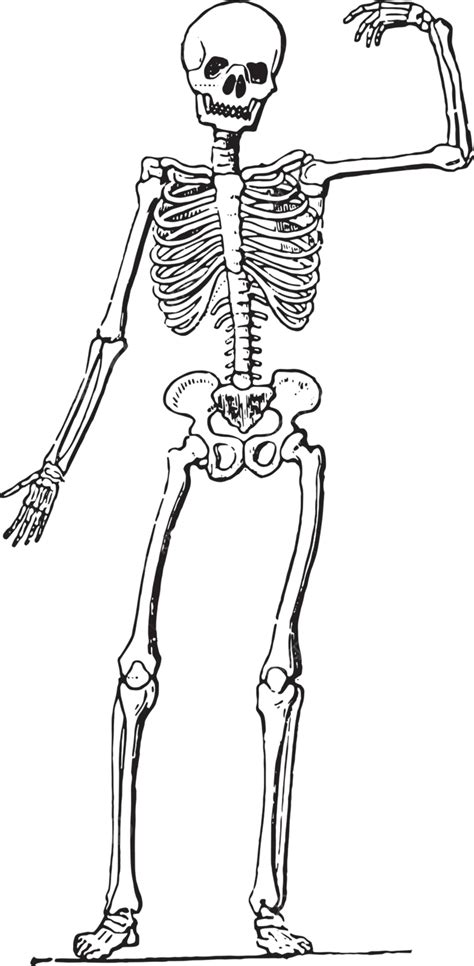 Anatomía Humana Esqueletovintage Grabado Dedo Del Pie Esqueleto Clavícula Vector Png Dedo Del