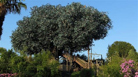 La Cabane Des Robinson Attraction Disneyland Parc De Paris