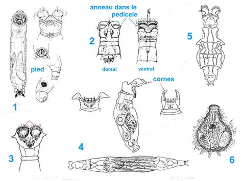 Key To Genera Of Bdelloid Rotifers