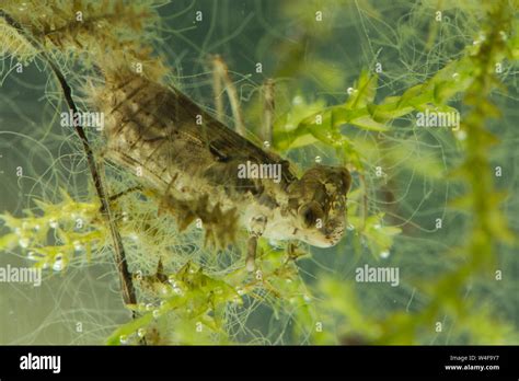 Dragonfly Larva Hi Res Stock Photography And Images Alamy