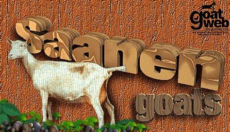 Saanen Goats : GoatWeb