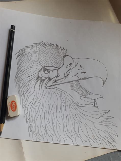 eagles drawing 9