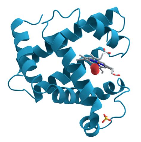 Difference Between Hemoglobin and Myoglobin | Definition, Structure and ...