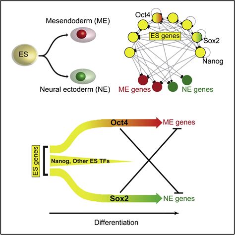 Pluripotency Factors In Embryonic Stem Cells Regulate Differentiation Into Germ Layers Cell