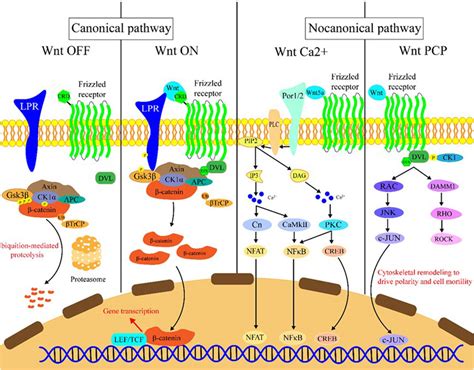 Frontiers Crosstalk Between Wnt Catenin Signaling Pathway And Dna