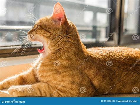 Cute Orange Ginger Tabby Cat Yawning With Sleep On A Sunny Day Stock Image Image Of Yawn