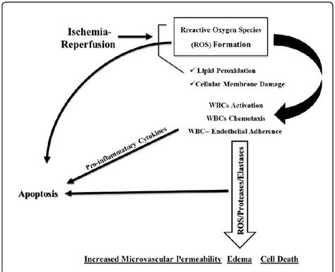 Ischemia Reperfusion Pathophysiology Diagram Download Scientific Diagram