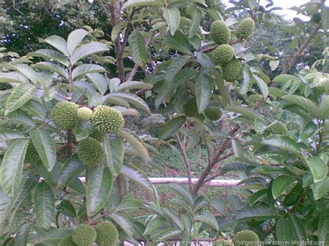 Singapore Plants Lover Rambutan Tree Bottle Tree Park