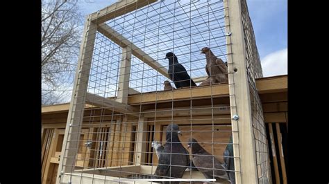 Training And Homing Roller Pigeons Youtube