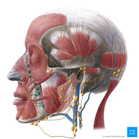 Facial Lymph Nodes Anatomy And Groups Kenhub