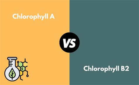 Chlorophyll A Vs B2 Whats The Difference With Table