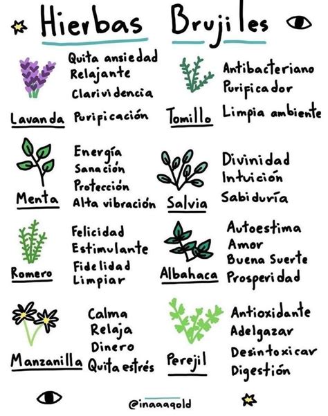 Plantas Medicinales Que Podemos Cultivar En Casa Artofit