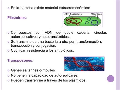 Tema 4 Estructura de la célula bacteriana pptx