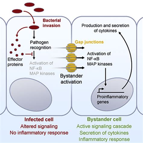 Cell Cell Propagation Of Nf B Transcription Factor And Map Kinase