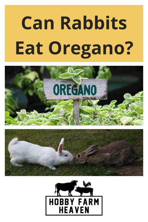 Can Rabbits Eat Oregano Everything You Need To Know Hobby Farm Heaven