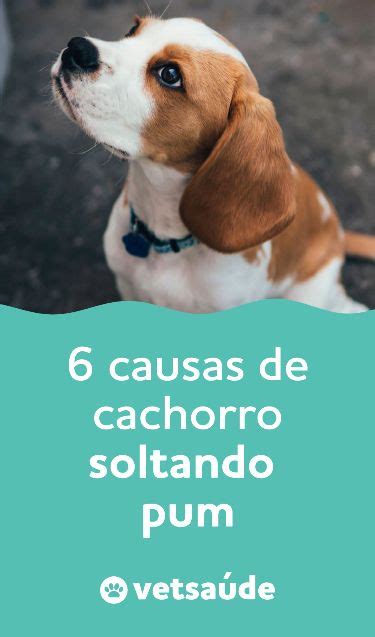 Cachorro Soltando Pum 6 Causas E O Que Fazer Cachorro Vermes