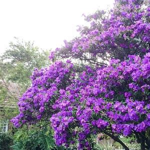 Ecuador Purple Princess Glory Bush Tree Planttibouchina Lepidota