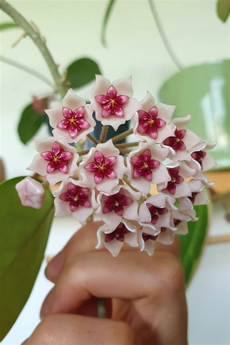 Hoya Obovata A Beautiful Blooming Plant