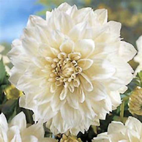 White Perfection Dahlia Flower Seeds Dahlia Annual Plants