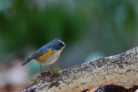 トラツグミたち ＜山田池公園＞ 野鳥ブログ イノセントbirder 楽天ブログ