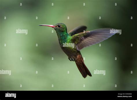 rufous tailed hummingbird amazilia tzacatl male flying mindo cloud