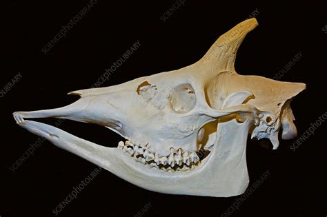 Okapi Skull - Stock Image - C044/5085 - Science Photo Library