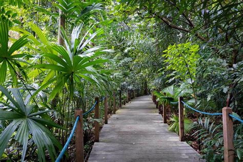 Wooden Walkway In The Rainforest Inside The Singapore Botanic Gardens