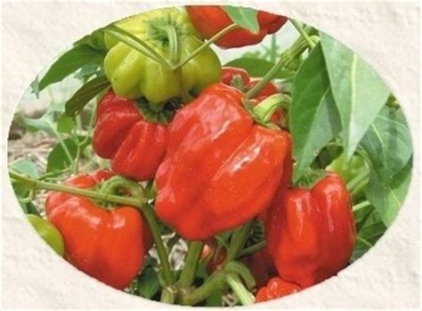 El ají dulce venezolano - Agroterra Blog