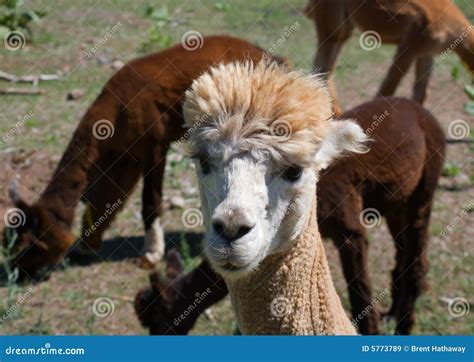 Alpaca Stock Afbeelding Image Of Wild Bont Begrazing 5773789