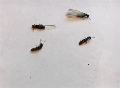 Termites or flying ants? Central NJ. Winged are 3/8” non-winged are 1/4