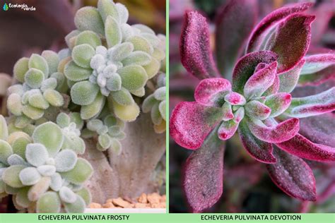 Echeveria Pulvinata Cuidados Tipos Y Reproducci N Gu A Completa