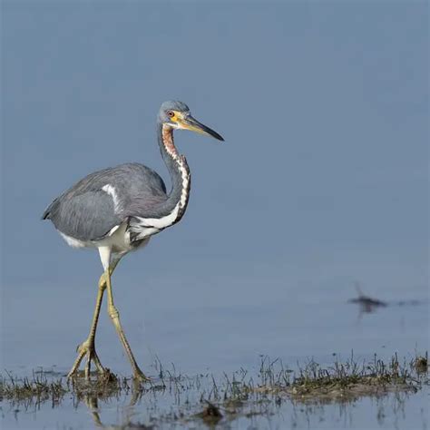 Tricolored Heron - Facts, Diet, Habitat & Pictures on Animalia.bio