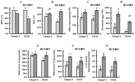 Ijms Free Full Text Comparative Proteomics Analysis Of The Seedling