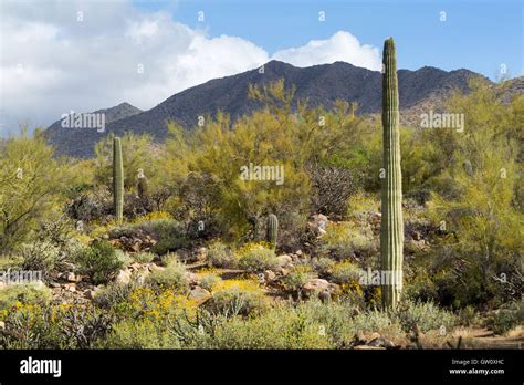 Saguaro Cactus Growing With Palo Verde Trees Brittlebush Wildflowers