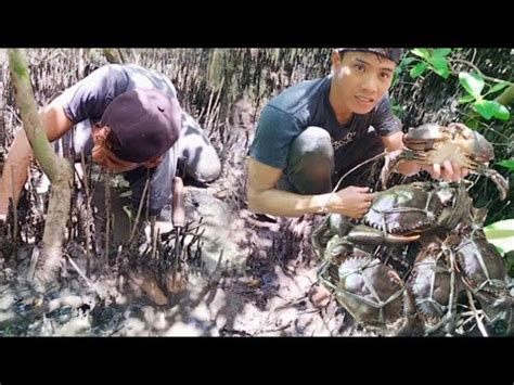 HUNTING MUD CRABS PAGHAHANAP NG BAHAY NG ALIMANGO SA BAKAWAN YouTube