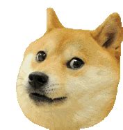 Doge Meme GIFs | Tenor