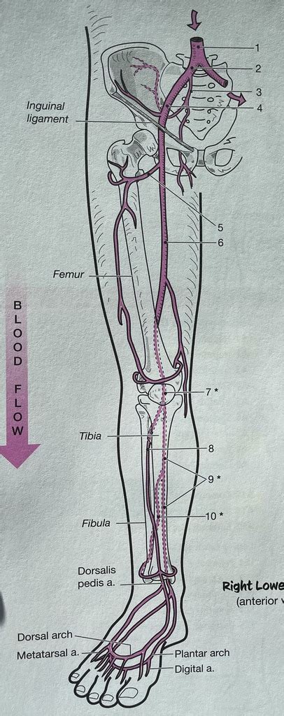 Human Anatomy Lab Major Arteries Of The Right Pelvis And Lower Limb